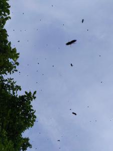 fliegender Schwarm
