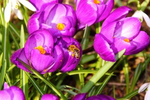 Blütentreue Biene auf Krokus
